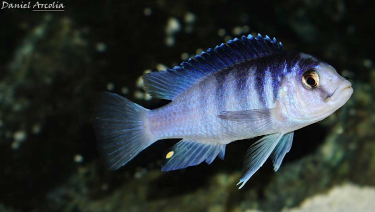 Labidochromis chisumulae